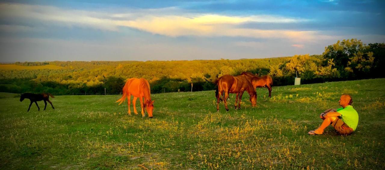 Dharma Horse Shelter Bungalows & Farmping Siófok Esterno foto