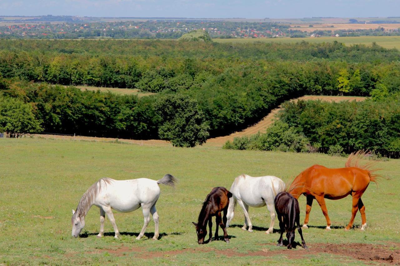 Dharma Horse Shelter Bungalows & Farmping Siófok Esterno foto
